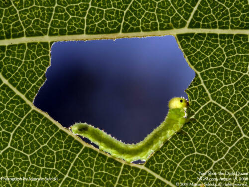 0808wallpaperys-21_1280